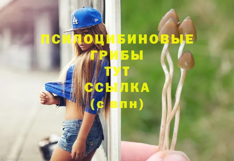 Псилоцибиновые грибы Psilocybe  где можно купить наркотик  Астрахань 